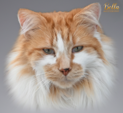George portrait